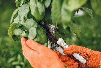 pruning a plant 