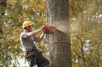 cuts tree with chainsaw