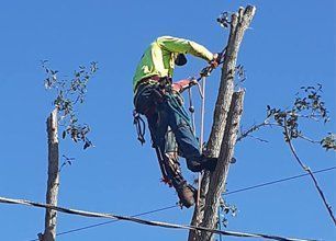 Tree Removal