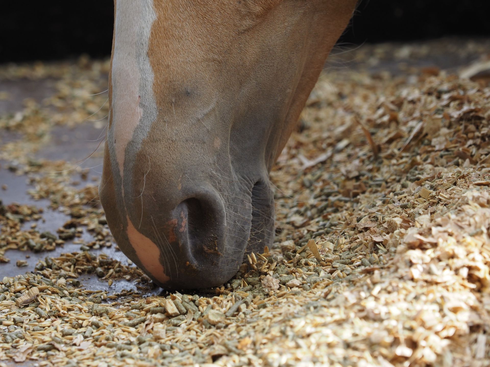Horse muzzle sniffing grain on the ground