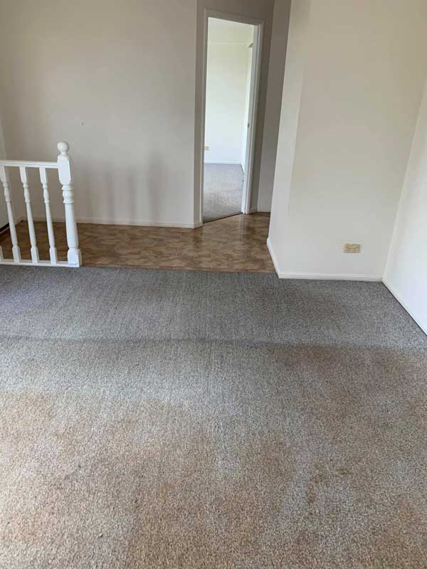 carpet cleaning process