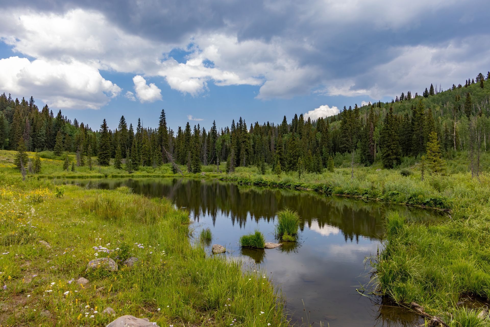 Green meadow and reflective pond bordered by dense pine forest under a cloudy blue sky
