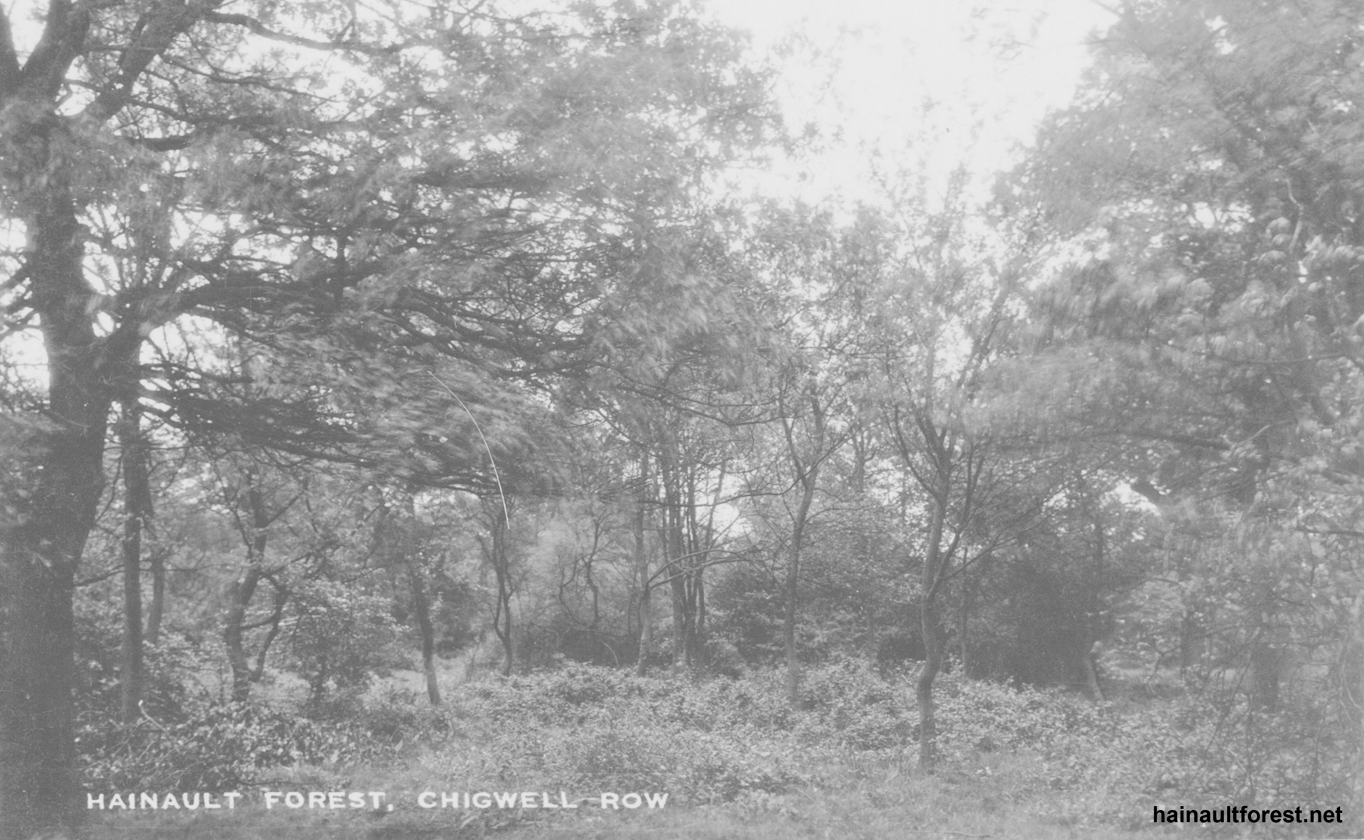 FAIRLOP OAK
DANIEL DAY
FAIRLOP FAIR
HAINAULT FOREST