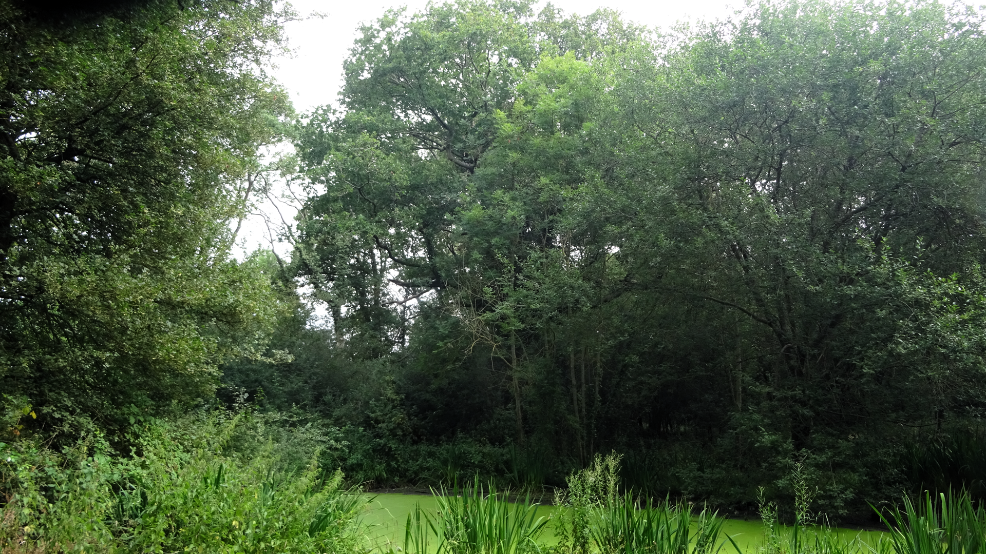 FAIRLOP OAK
DANIEL DAY
FAIRLOP FAIR
HAINAULT FOREST