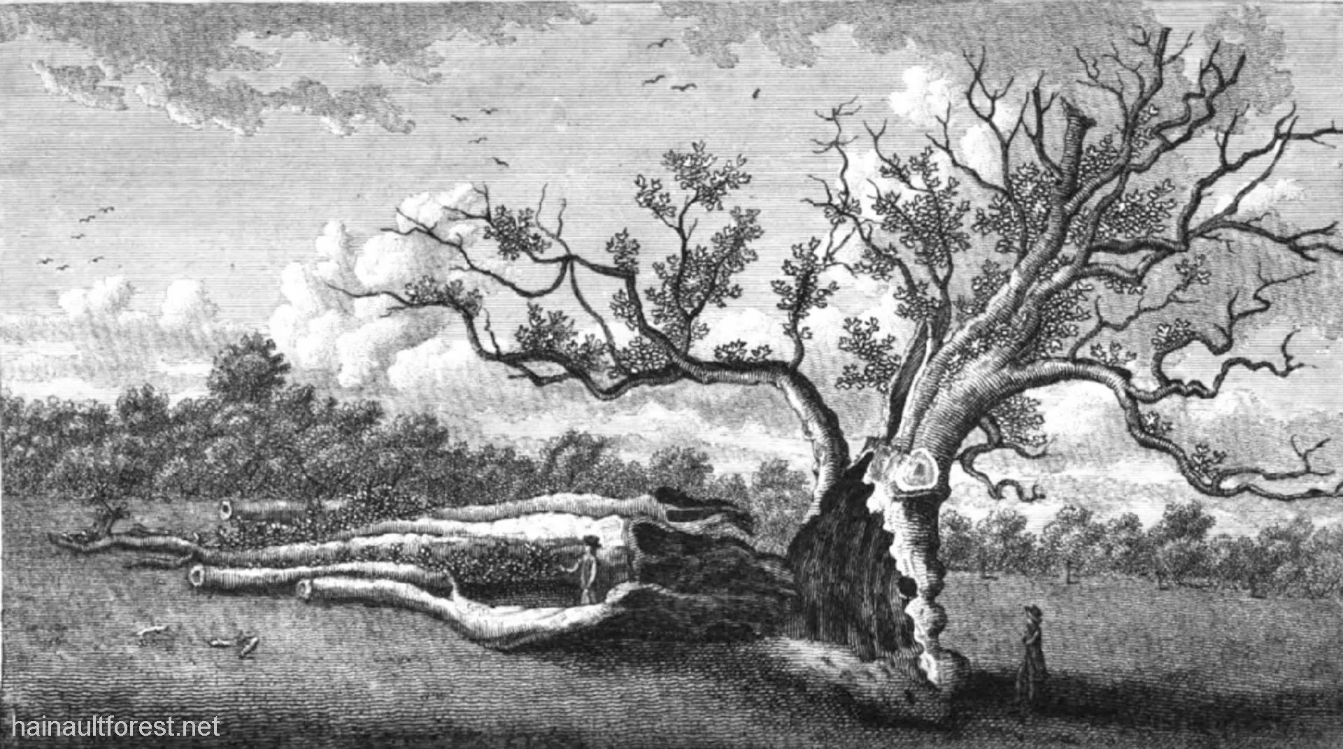 FAIRLOP OAK
DANIEL DAY
FAIRLOP FAIR
HAINAULT FOREST
