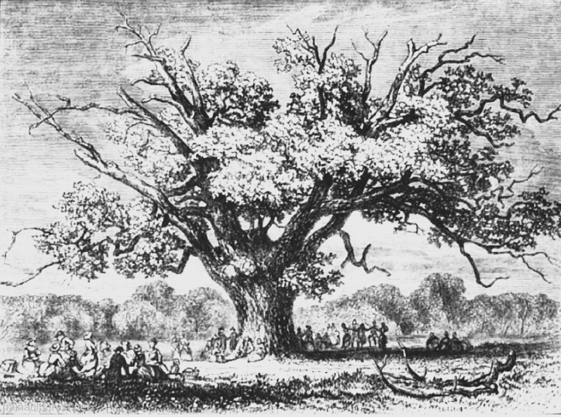 FAIRLOP OAK
DANIEL DAY
FAIRLOP FAIR
HAINAULT FOREST
