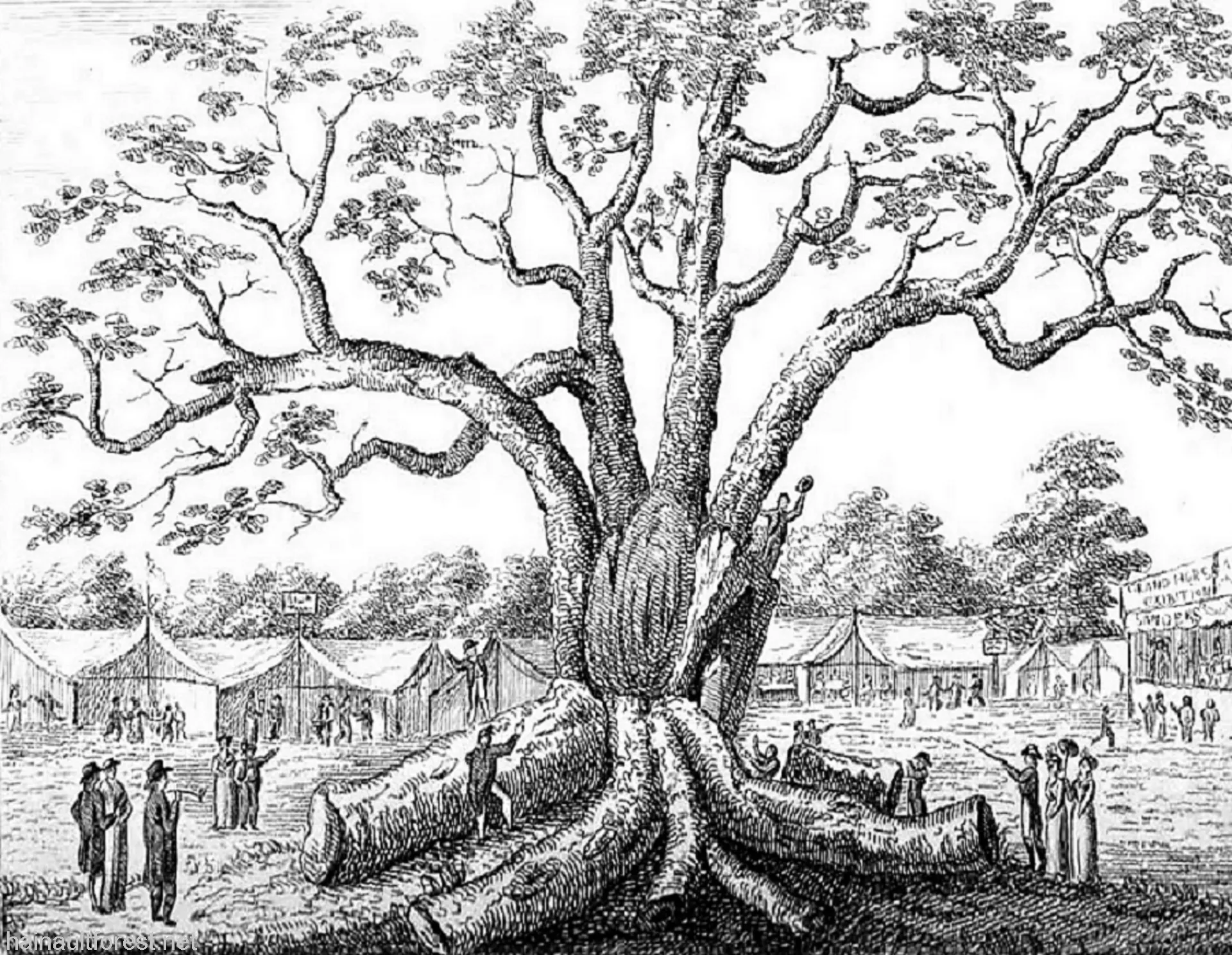 FAIRLOP OAK
DANIEL DAY
FAIRLOP FAIR
HAINAULT FOREST