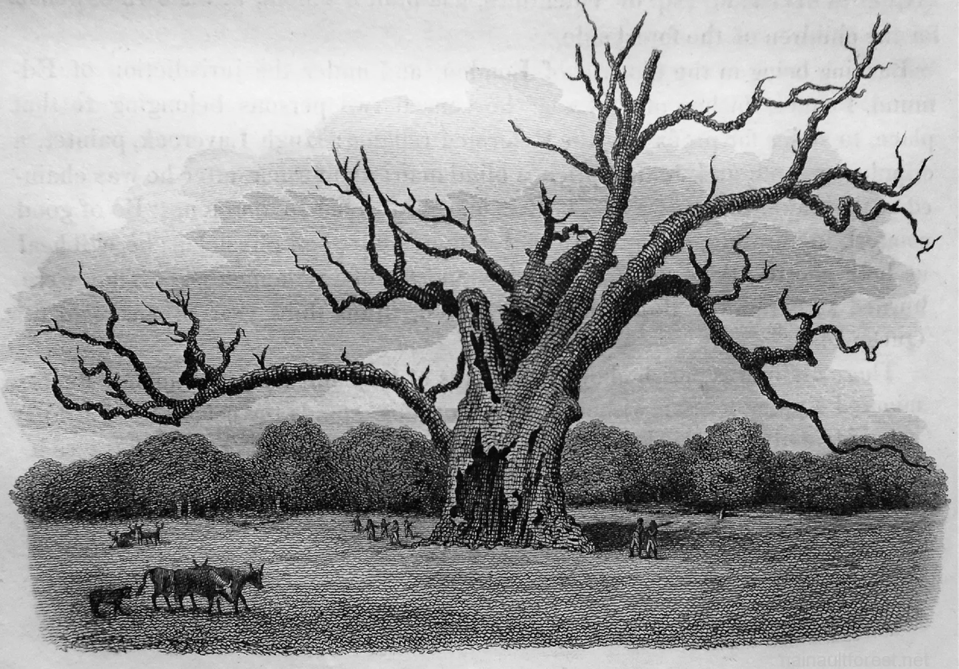 FAIRLOP OAK
DANIEL DAY
FAIRLOP FAIR
HAINAULT FOREST