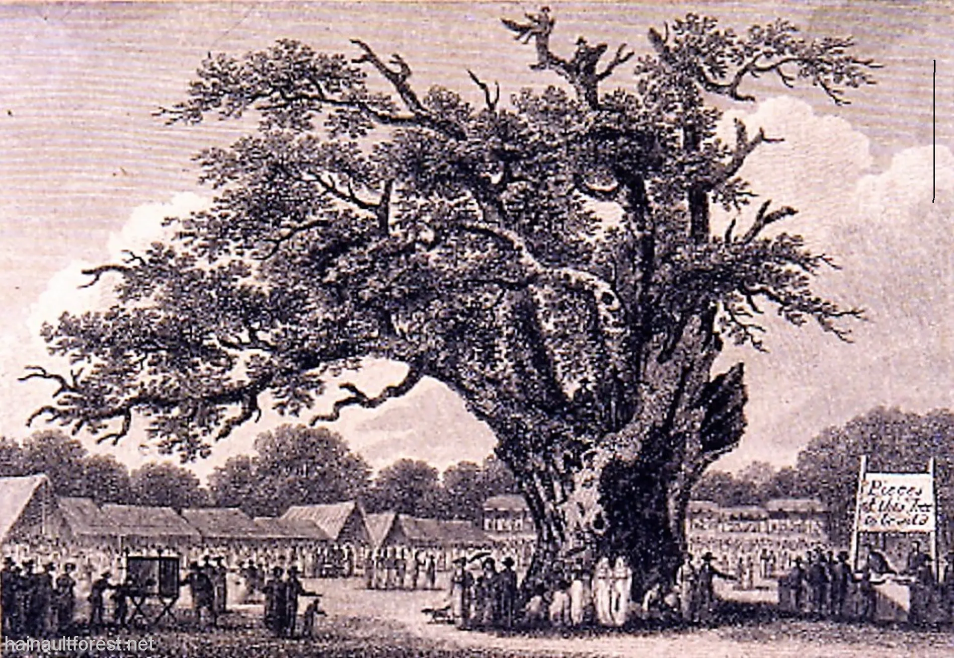 FAIRLOP OAK
DANIEL DAY
FAIRLOP FAIR
HAINAULT FOREST