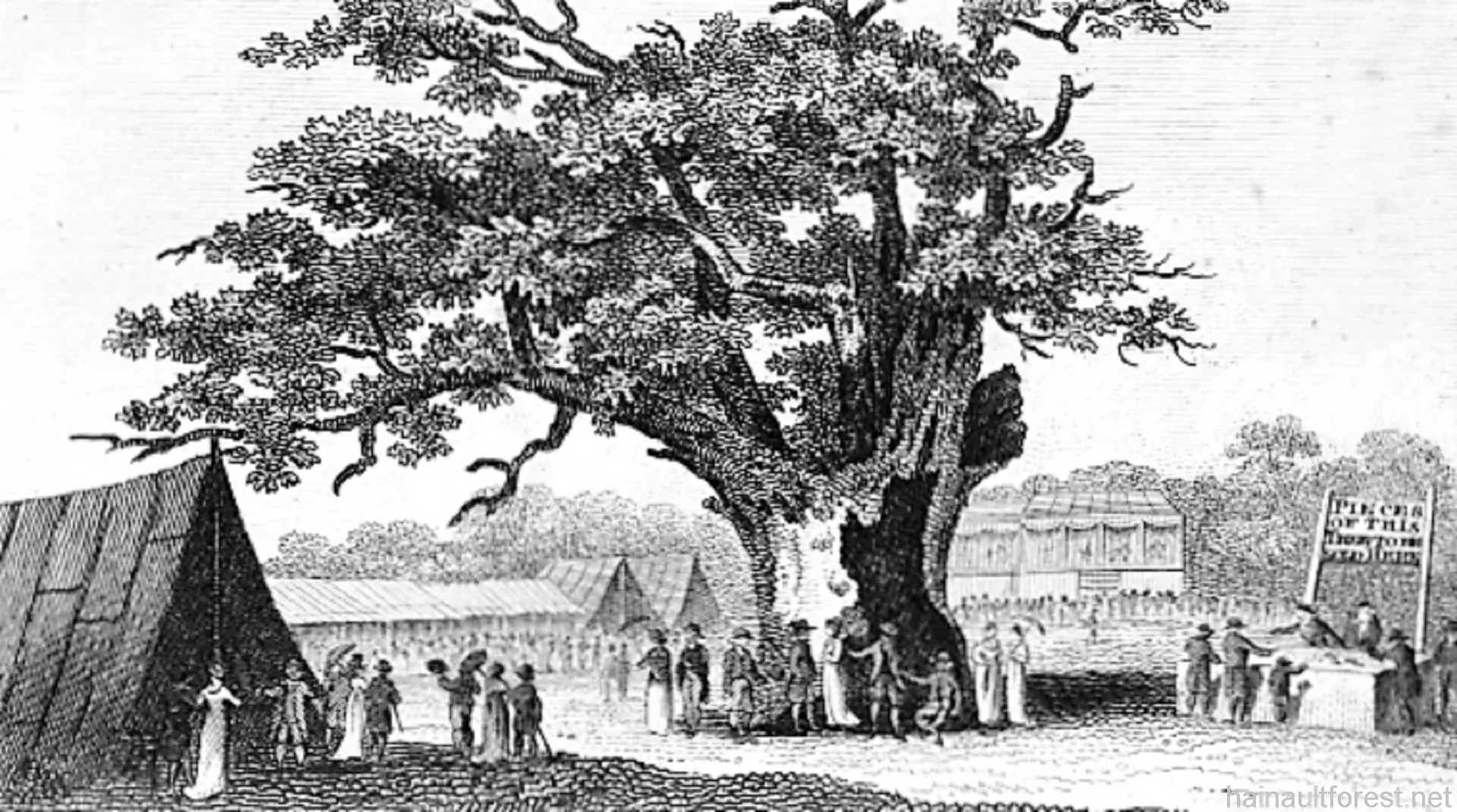 FAIRLOP OAK
DANIEL DAY
FAIRLOP FAIR
HAINAULT FOREST