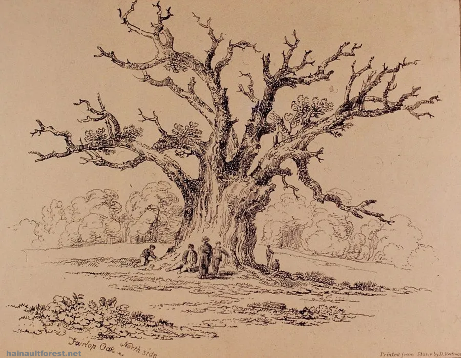 FAIRLOP OAK
DANIEL DAY
FAIRLOP FAIR
HAINAULT FOREST