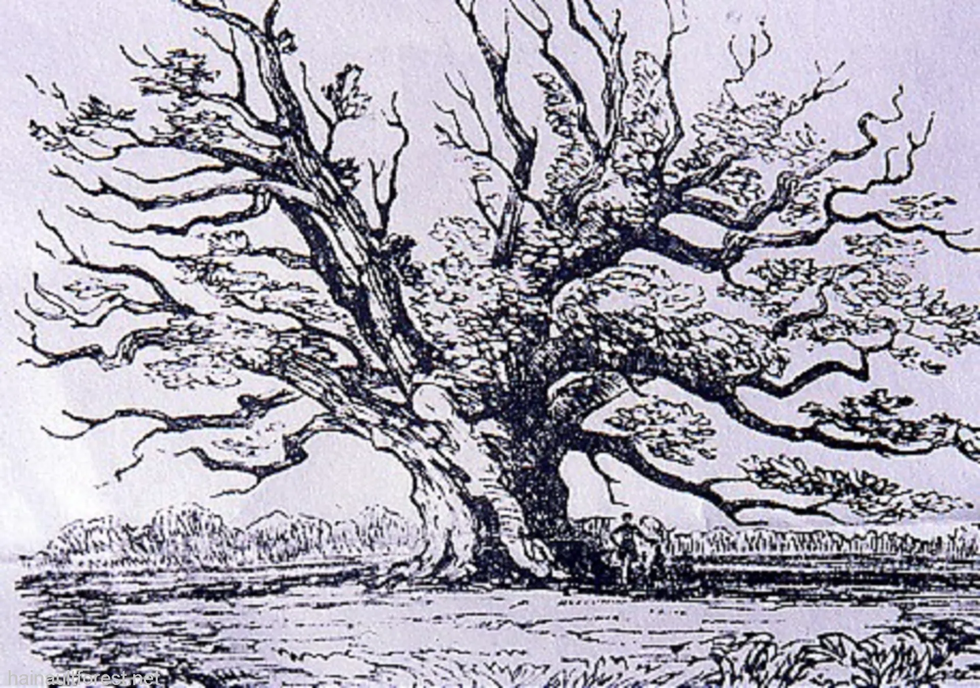 FAIRLOP OAK
DANIEL DAY
FAIRLOP FAIR
HAINAULT FOREST