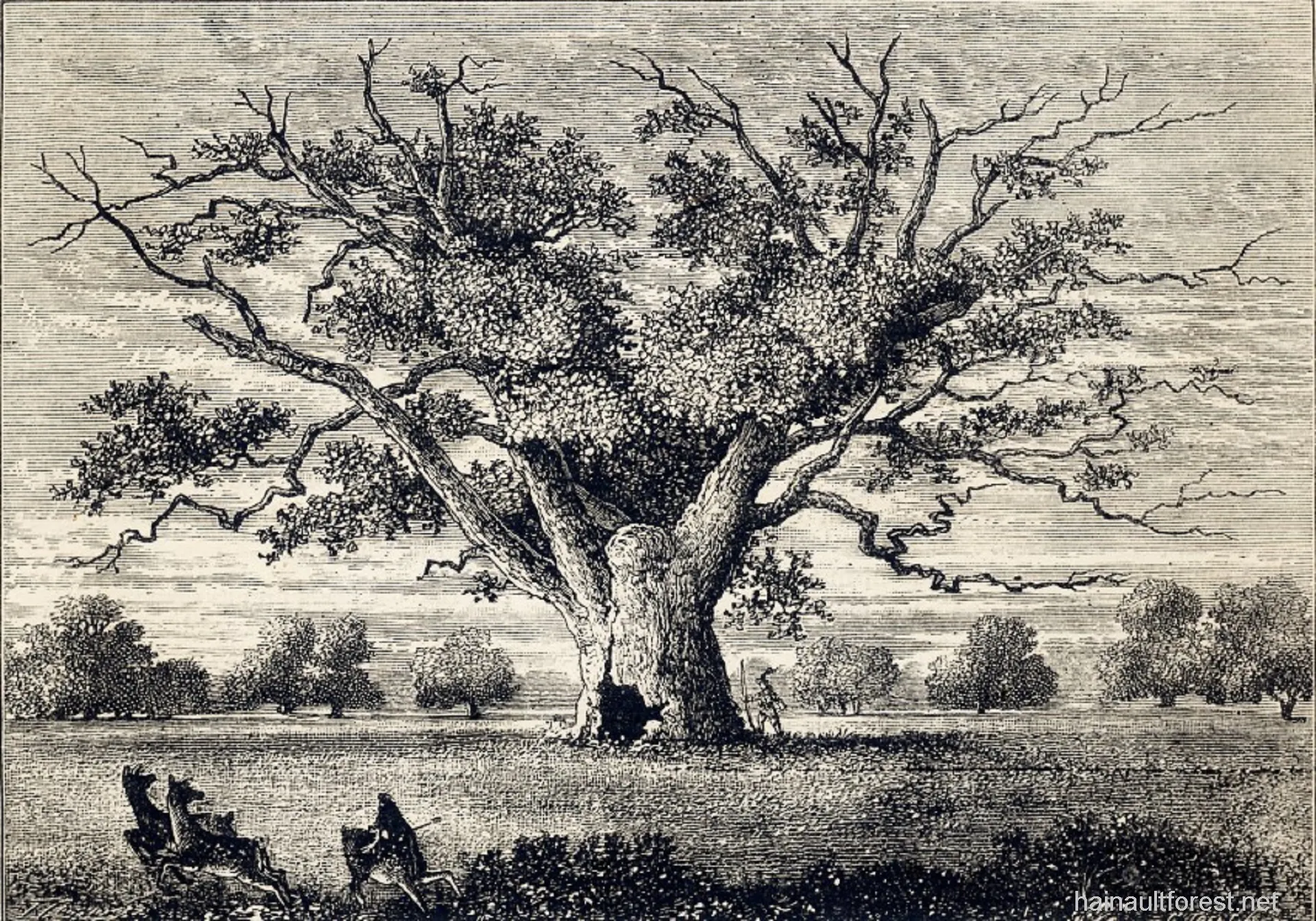 FAIRLOP OAK
DANIEL DAY
FAIRLOP FAIR
HAINAULT FOREST