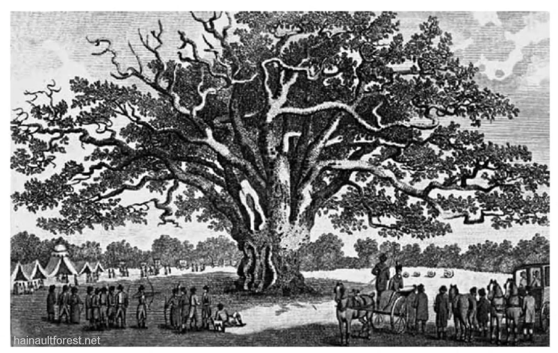 FAIRLOP OAK
DANIEL DAY
FAIRLOP FAIR
HAINAULT FOREST