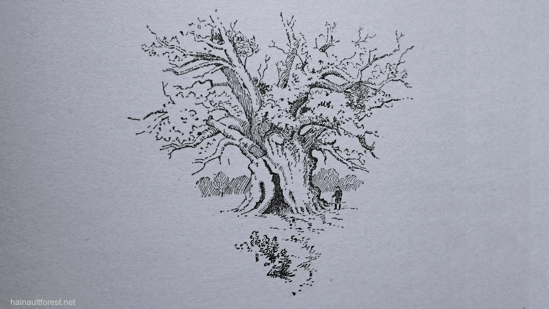 FAIRLOP OAK
DANIEL DAY
FAIRLOP FAIR
HAINAULT FOREST