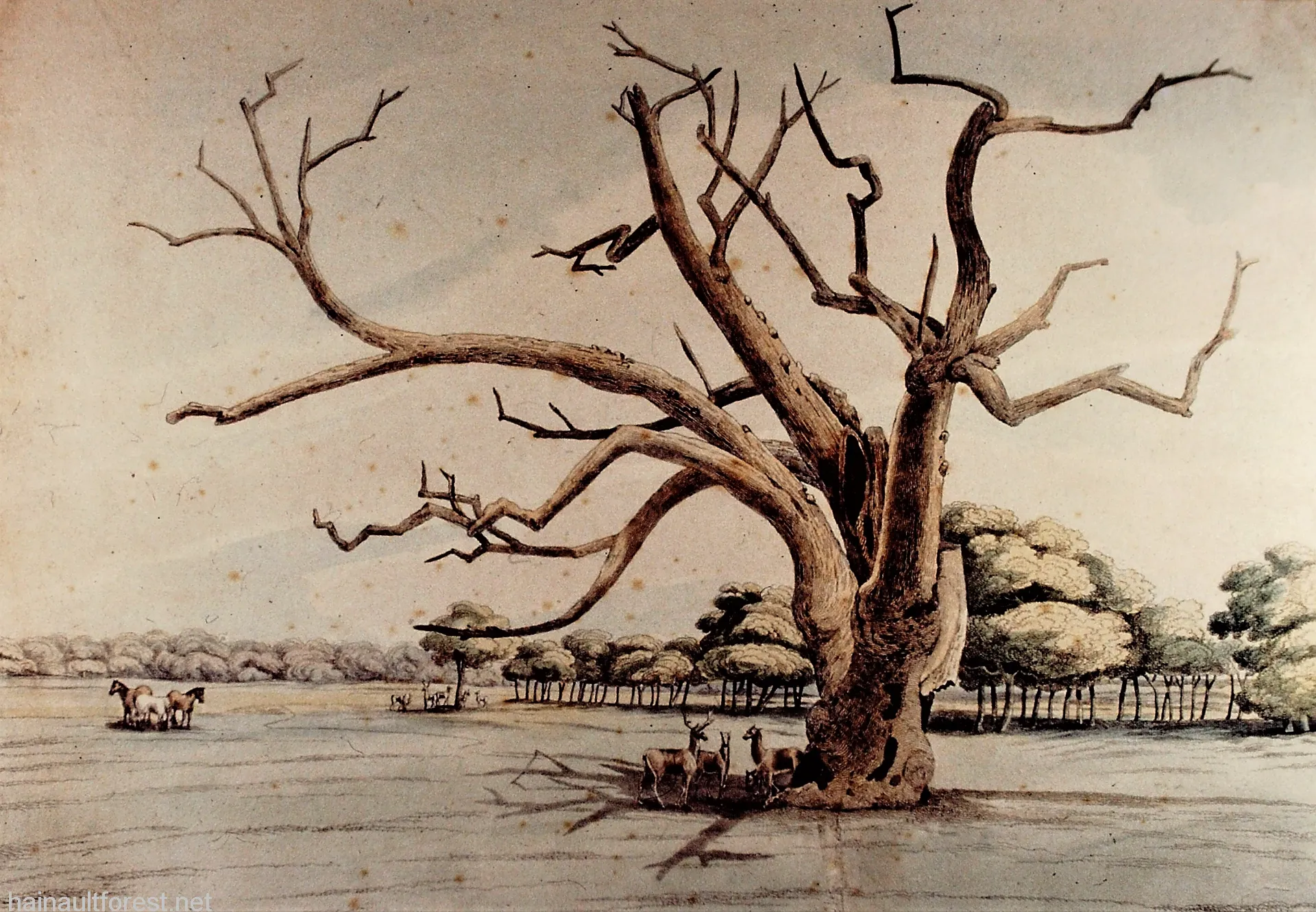 FAIRLOP OAK
DANIEL DAY
FAIRLOP FAIR
HAINAULT FOREST