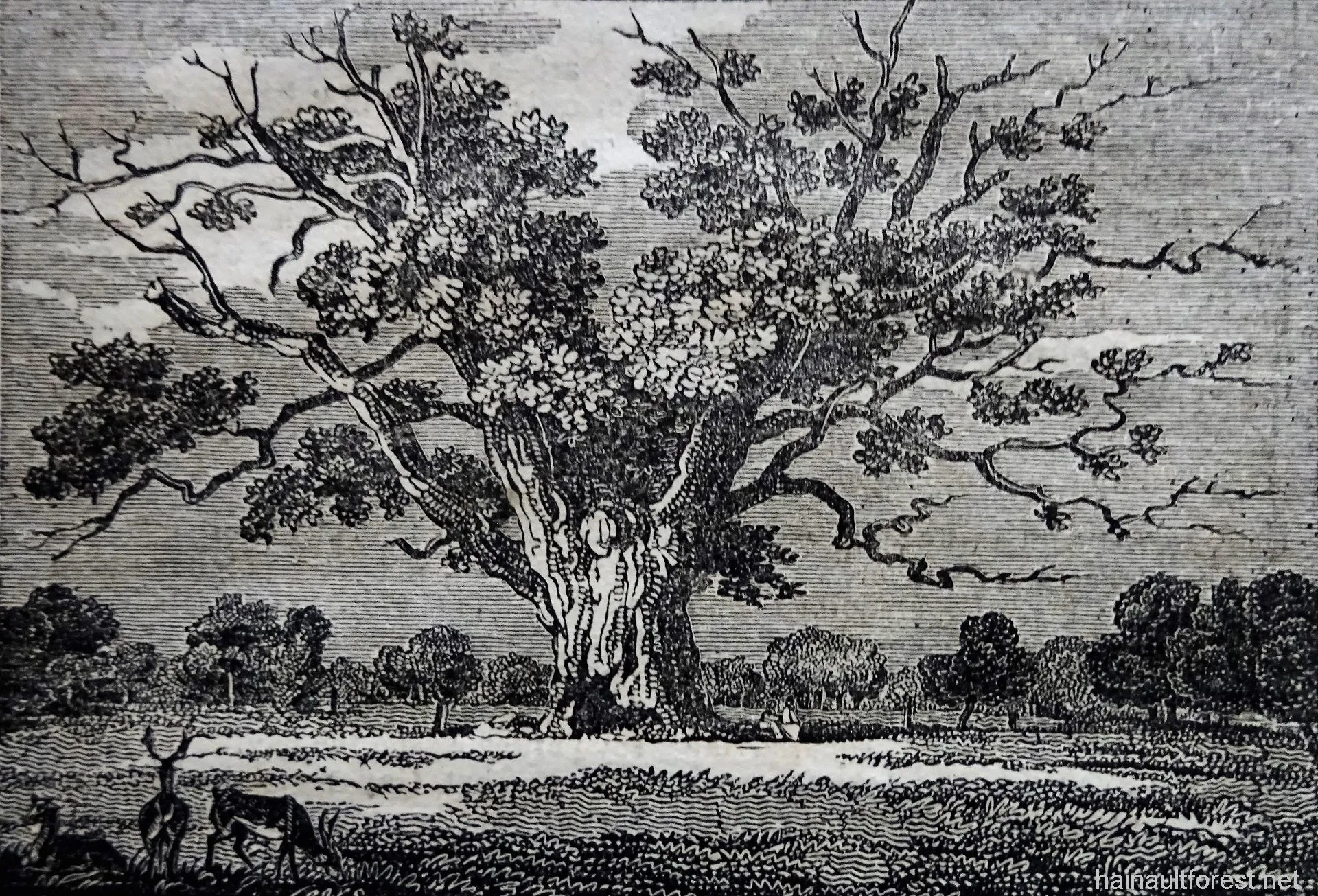 FAIRLOP OAK
DANIEL DAY
FAIRLOP FAIR
HAINAULT FOREST