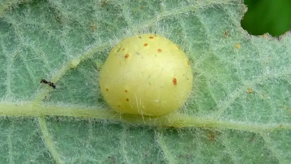 Common Toad
Bufo bufo