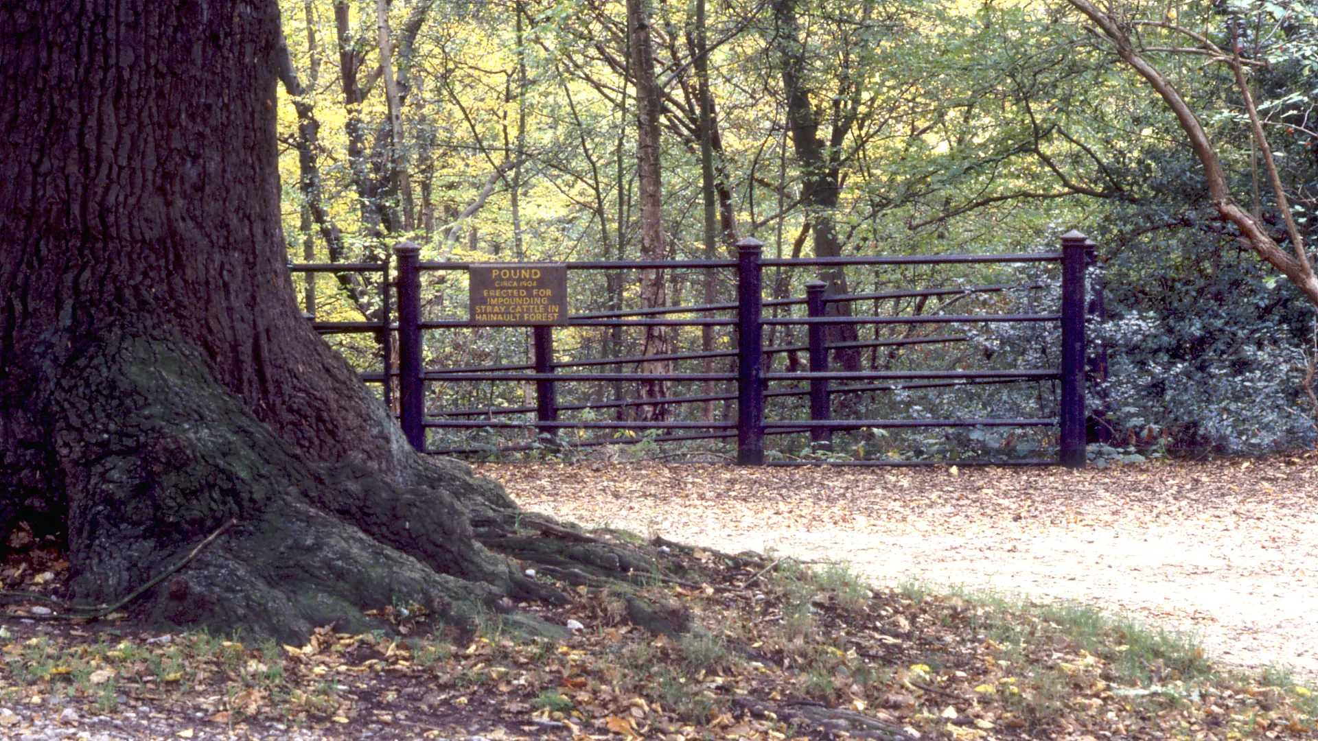 FAIRLOP OAK
DANIEL DAY
FAIRLOP FAIR
HAINAULT FOREST