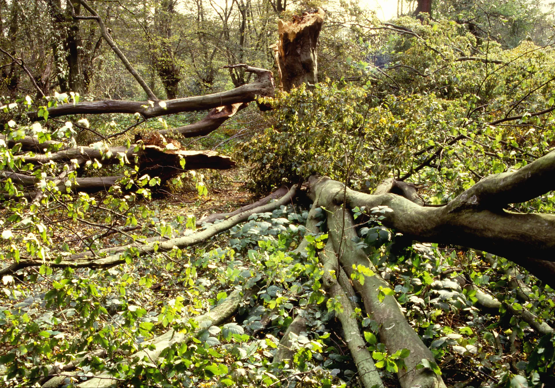 FAIRLOP OAK
DANIEL DAY
FAIRLOP FAIR
HAINAULT FOREST
