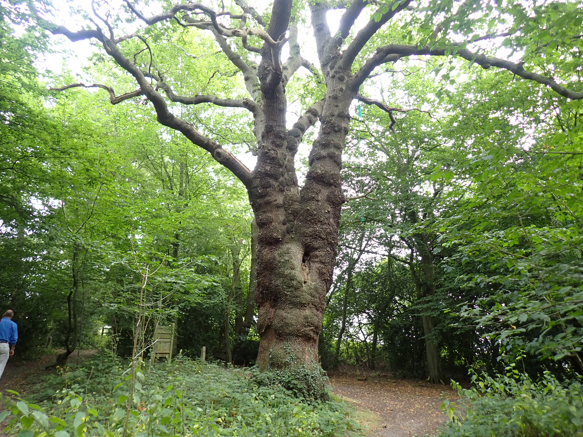 FAIRLOP OAK
DANIEL DAY
FAIRLOP FAIR
HAINAULT FOREST