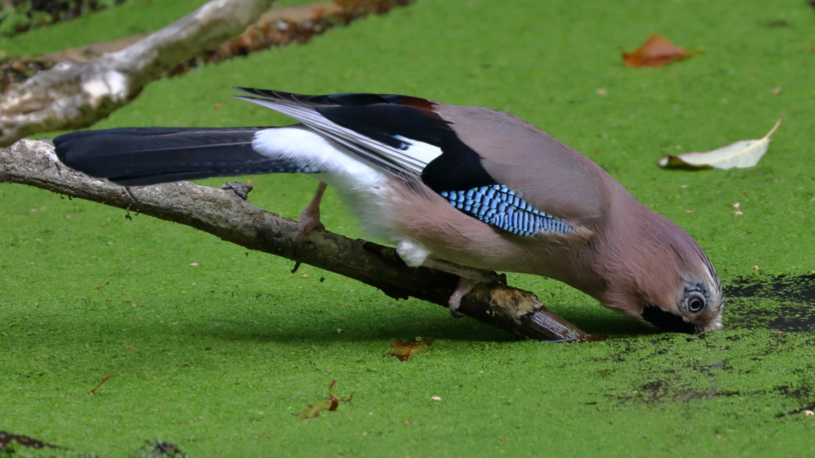 Connect with nature and the diverse range of wildlife present in the forest through locally taken photographs. 