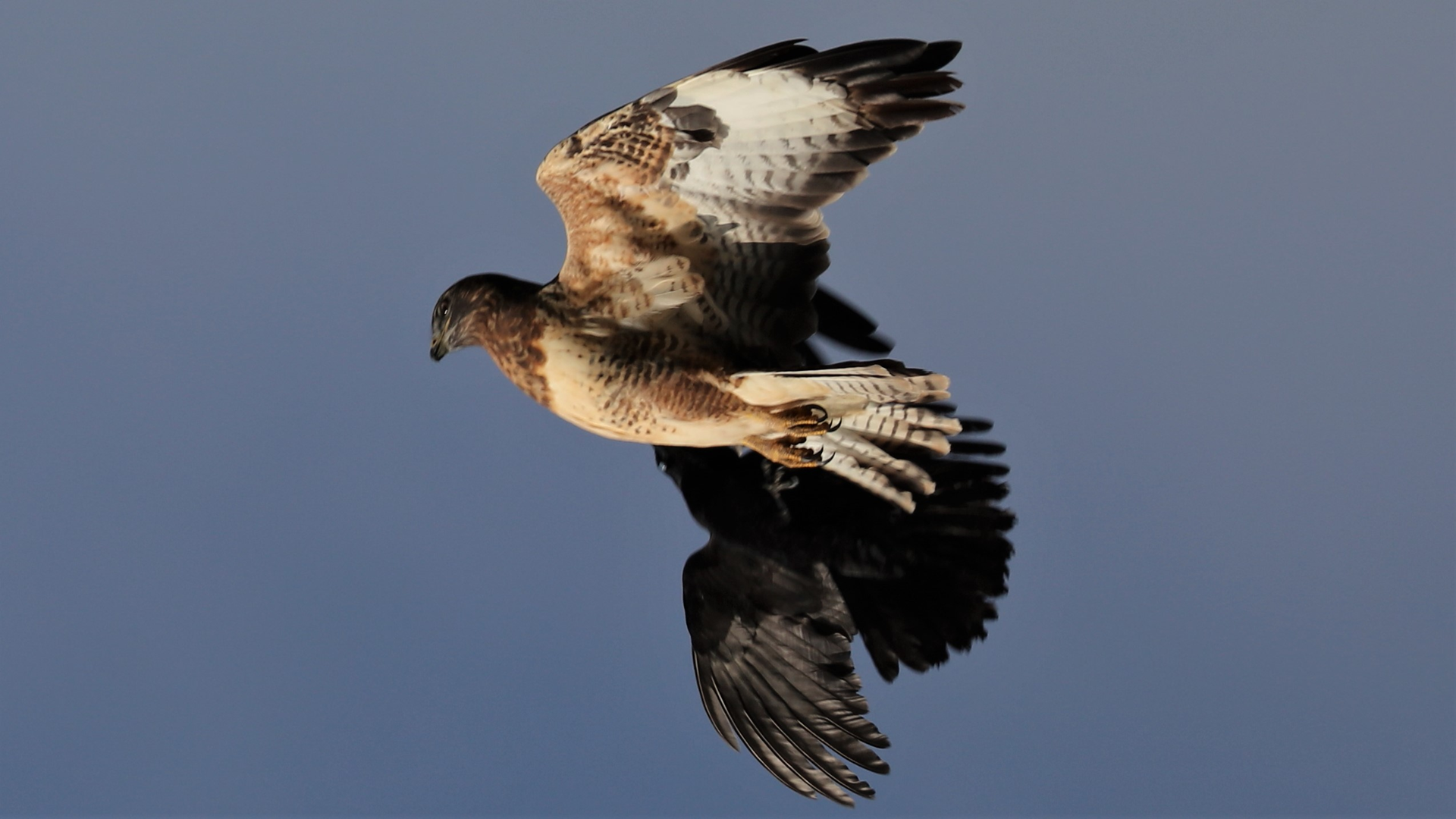 Redwing