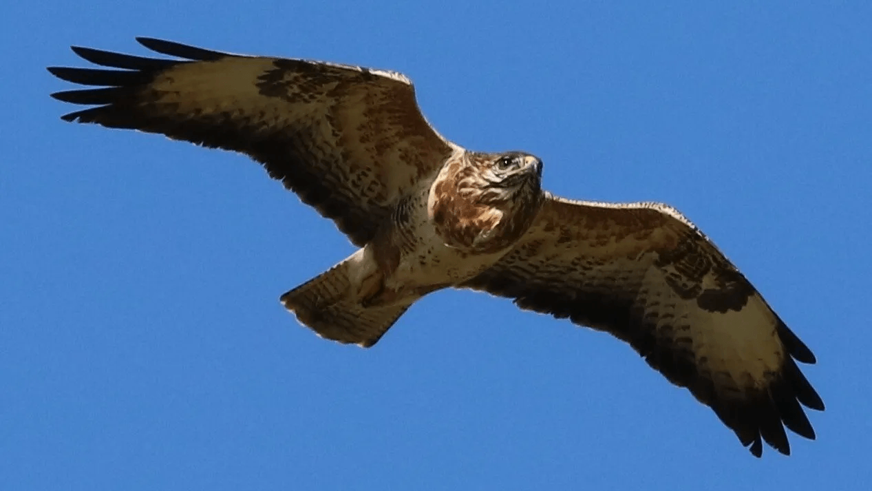 Redwing