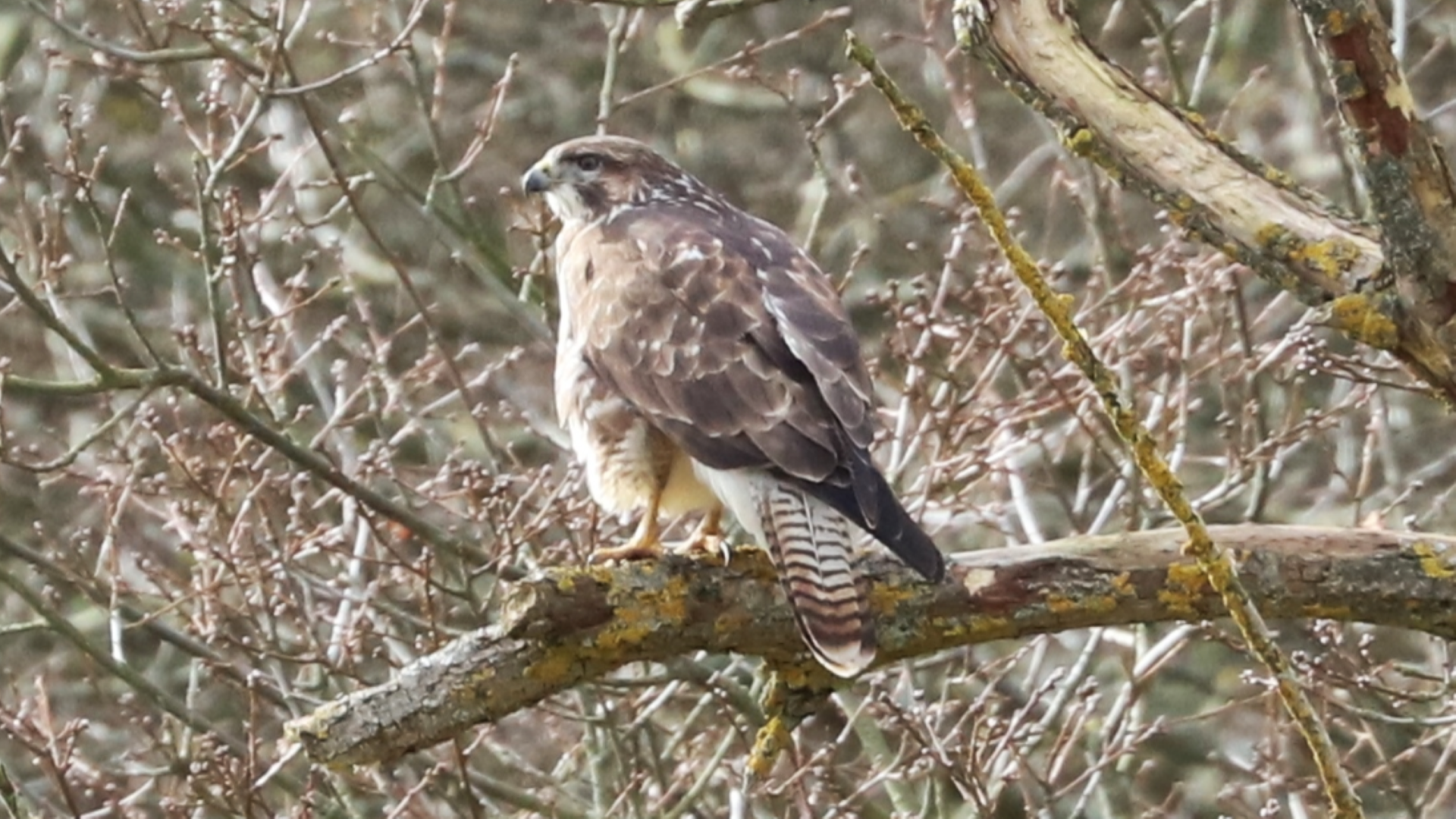 Redwing