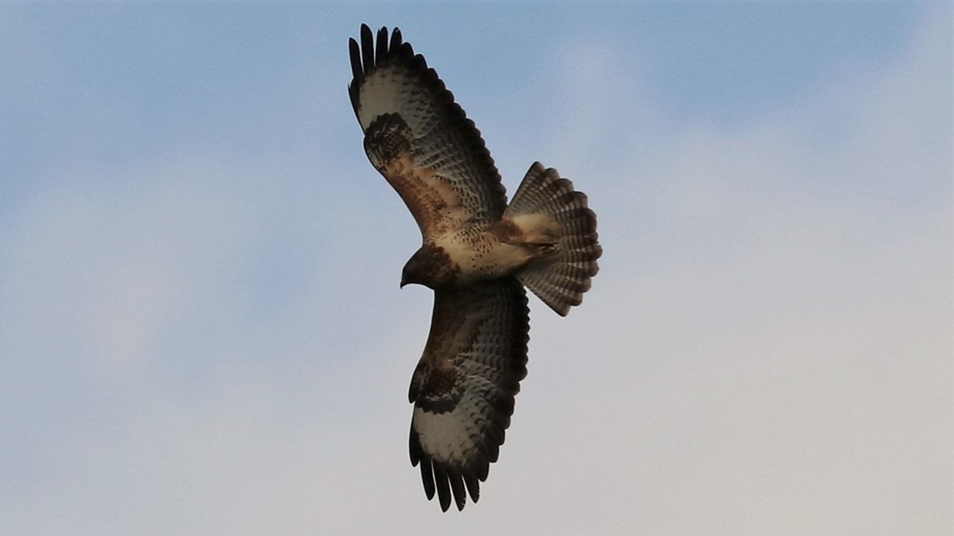 Redwing