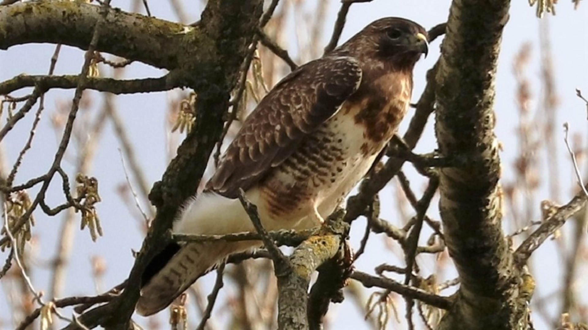 Redwing