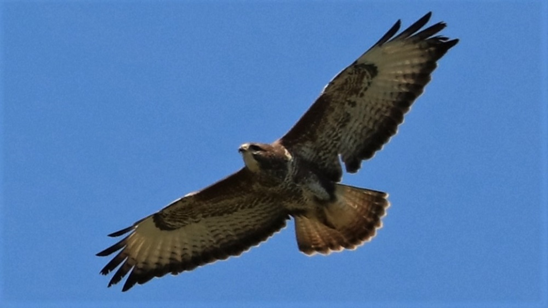 Redwing