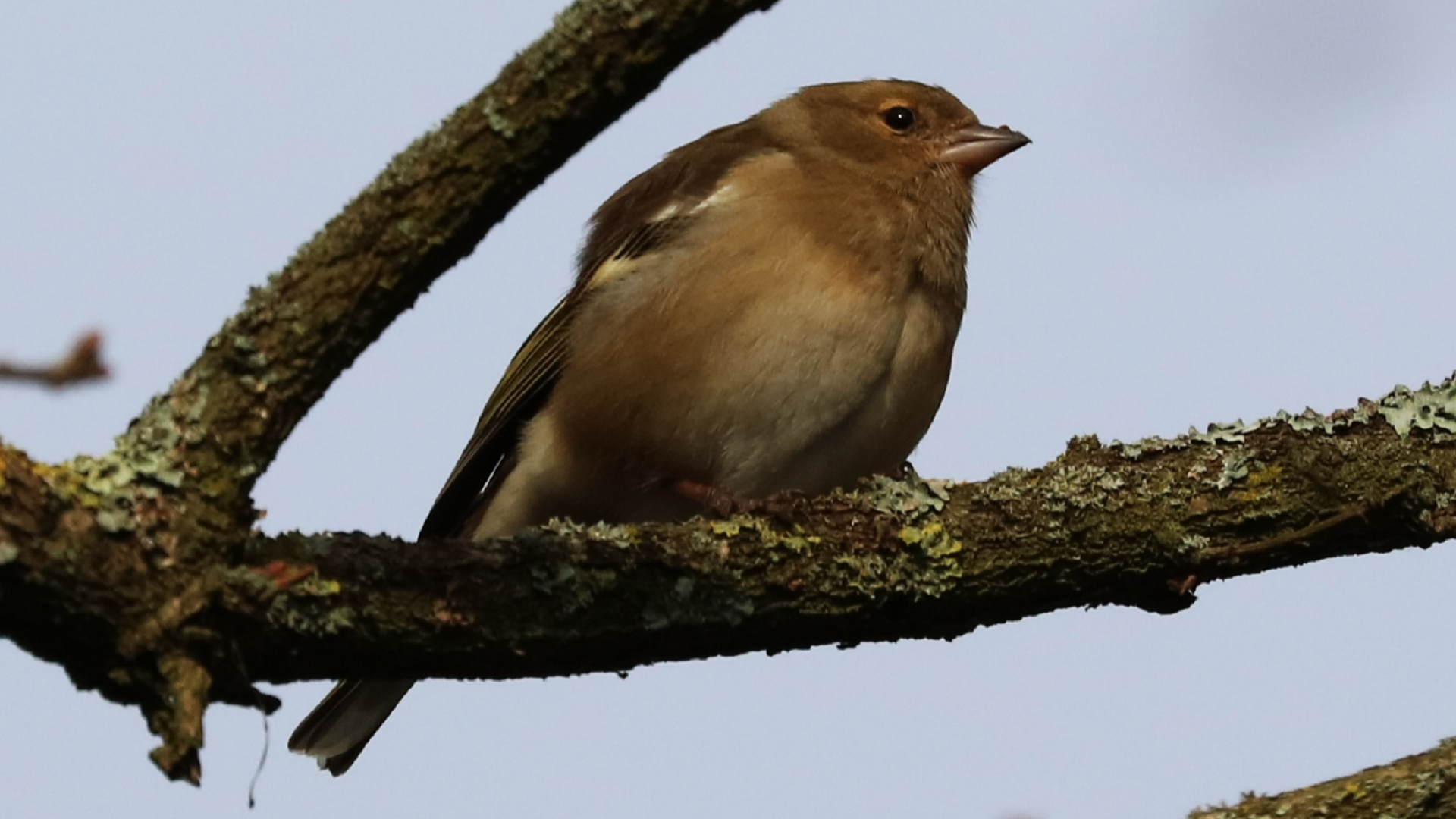 Redwing