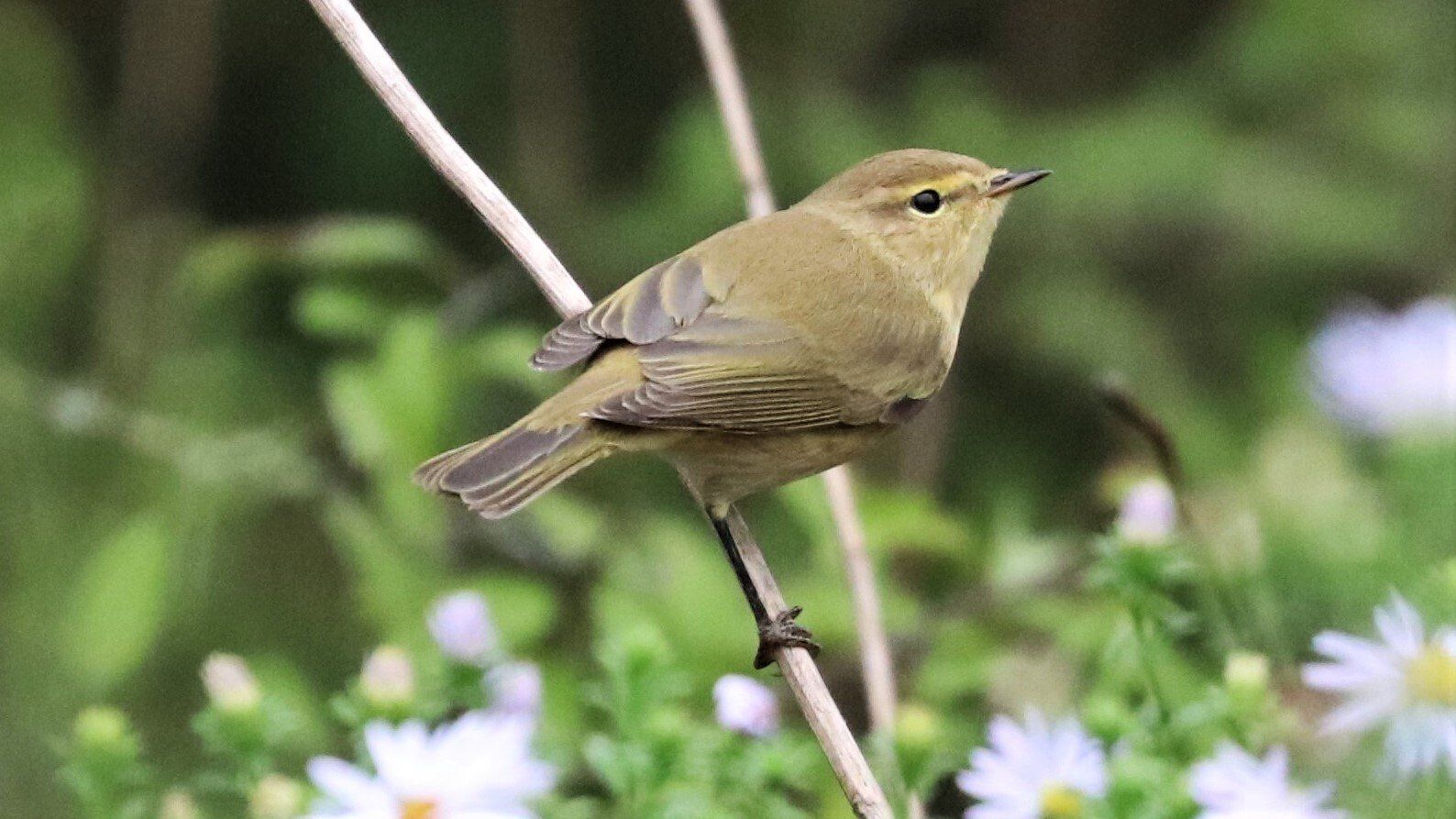 Redwing