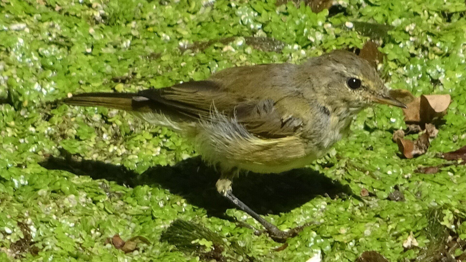 Redwing