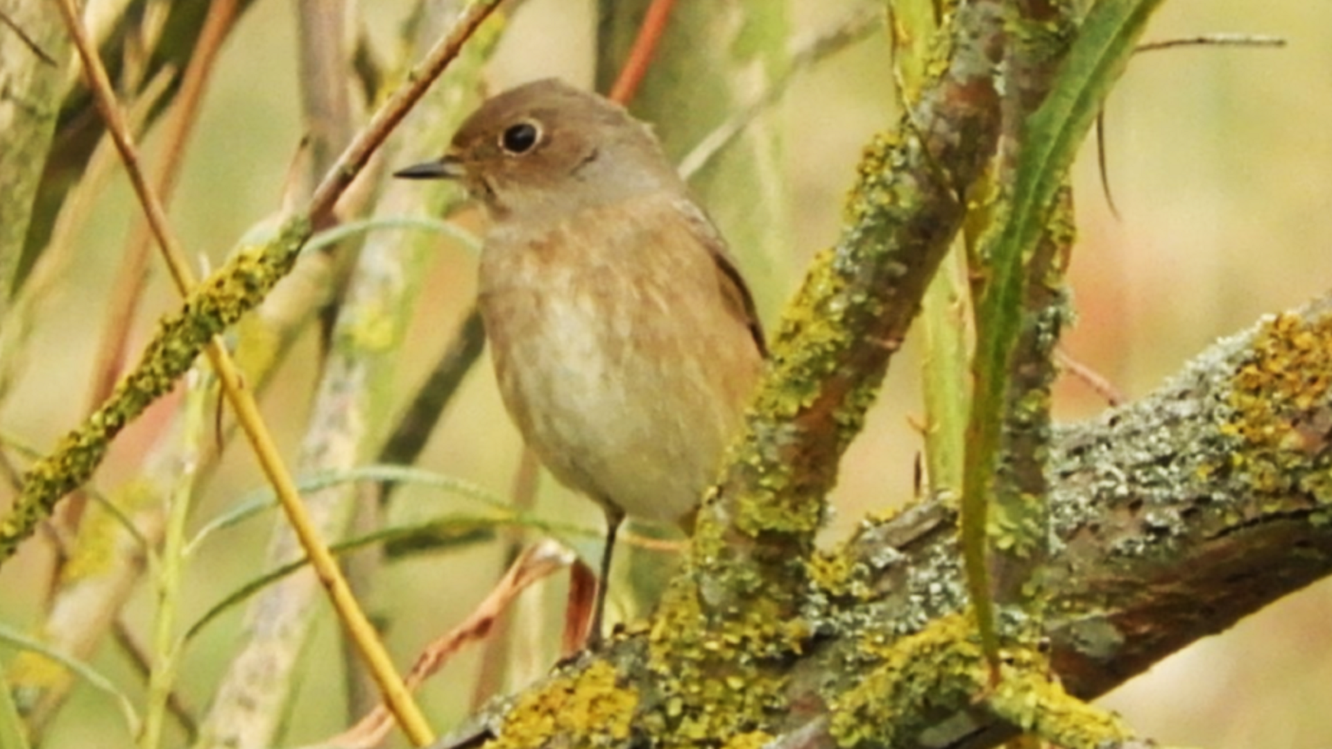 Redwing