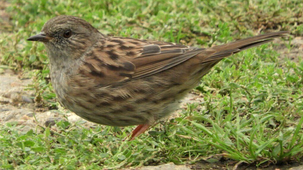 Redwing