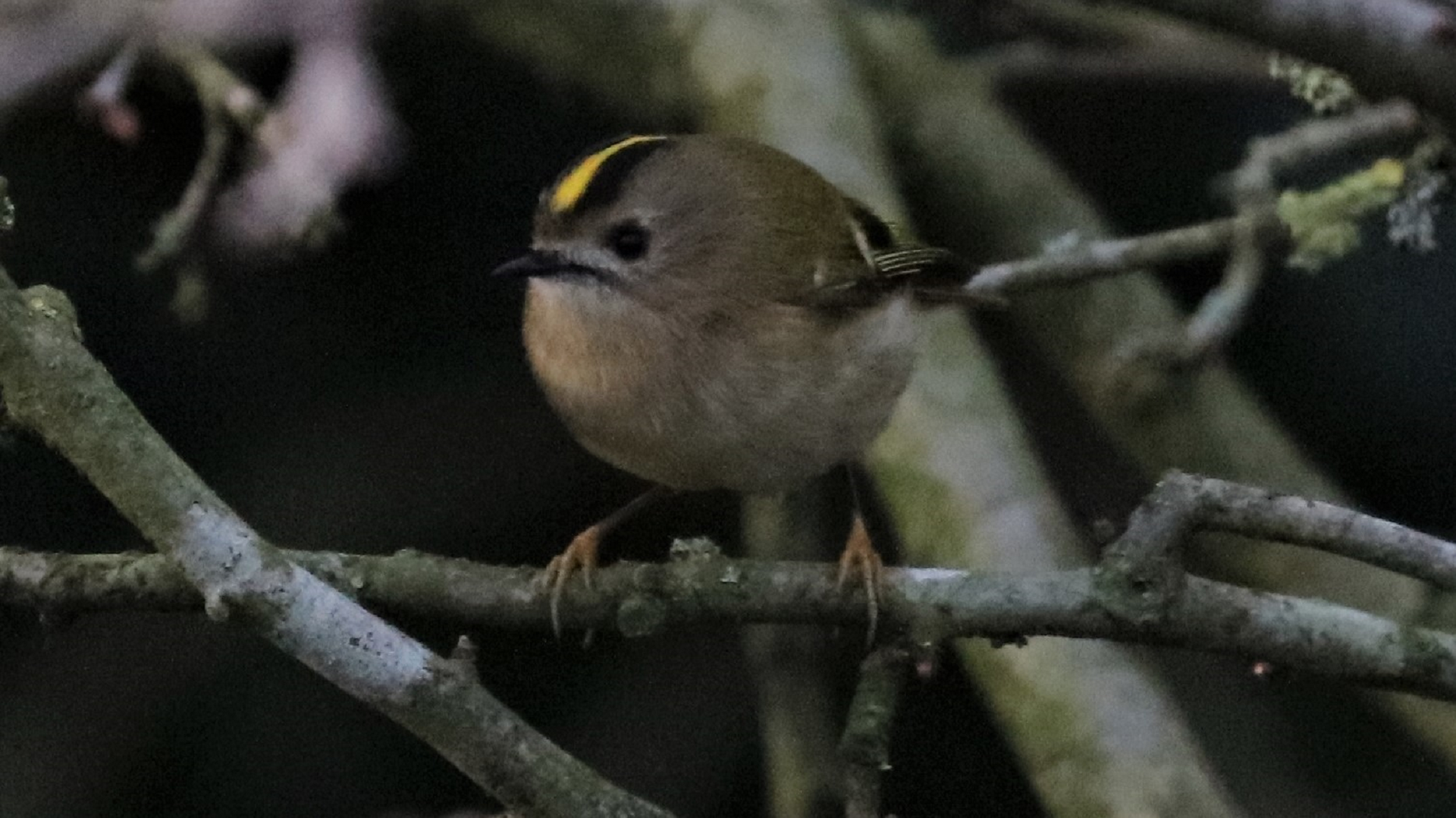 Redwing