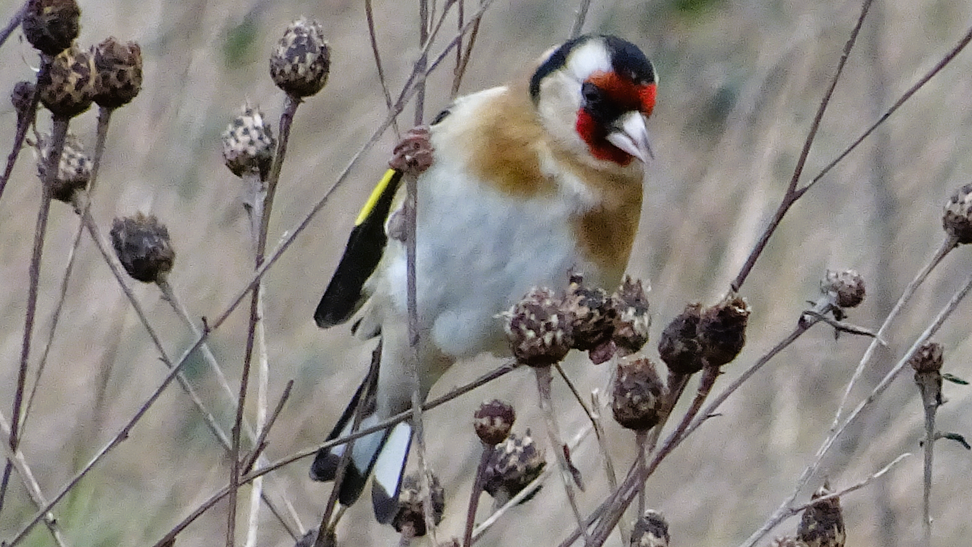 Redwing