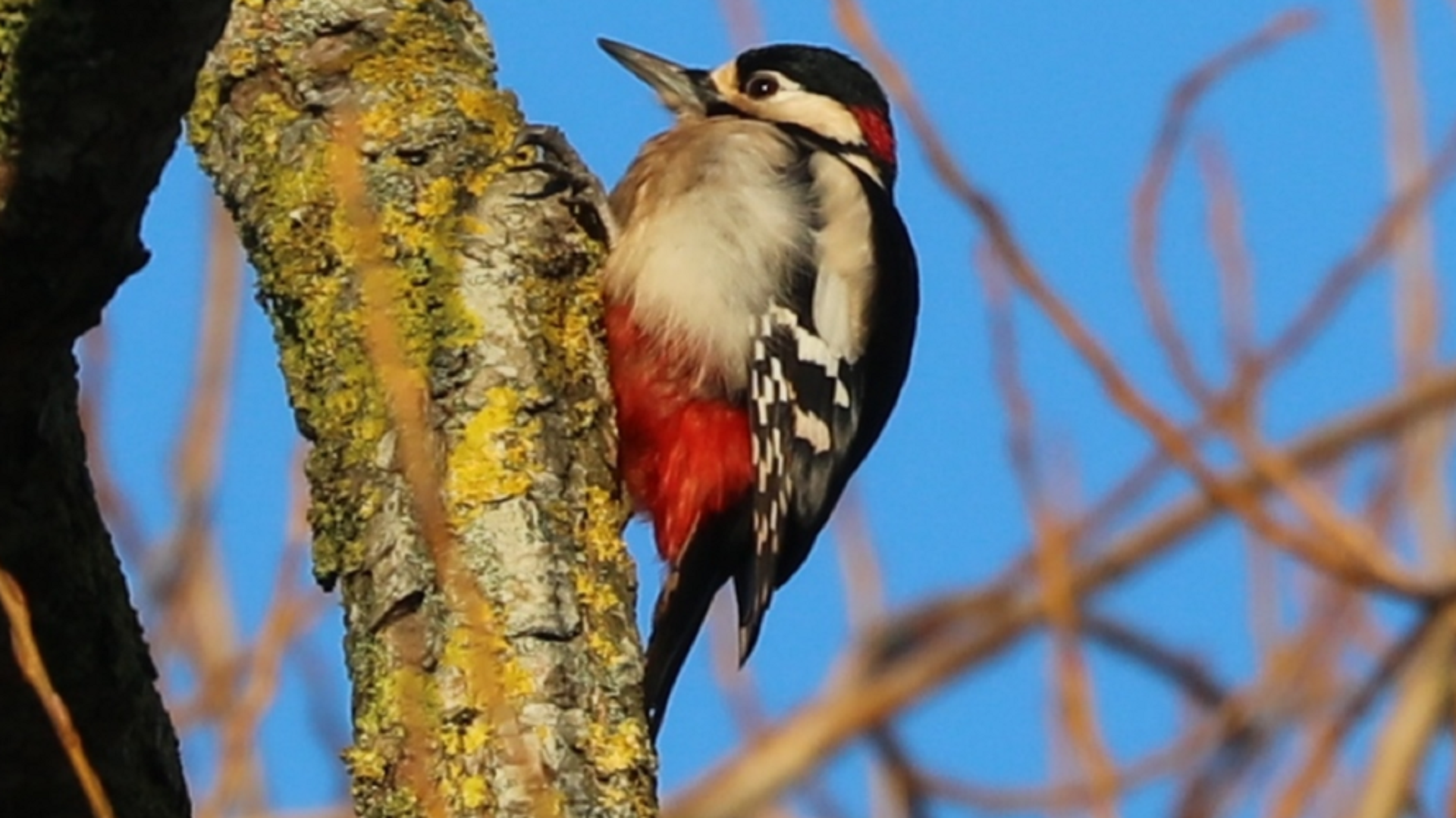 Redwing