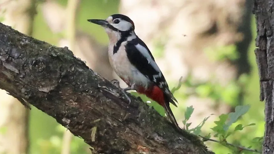 Redwing