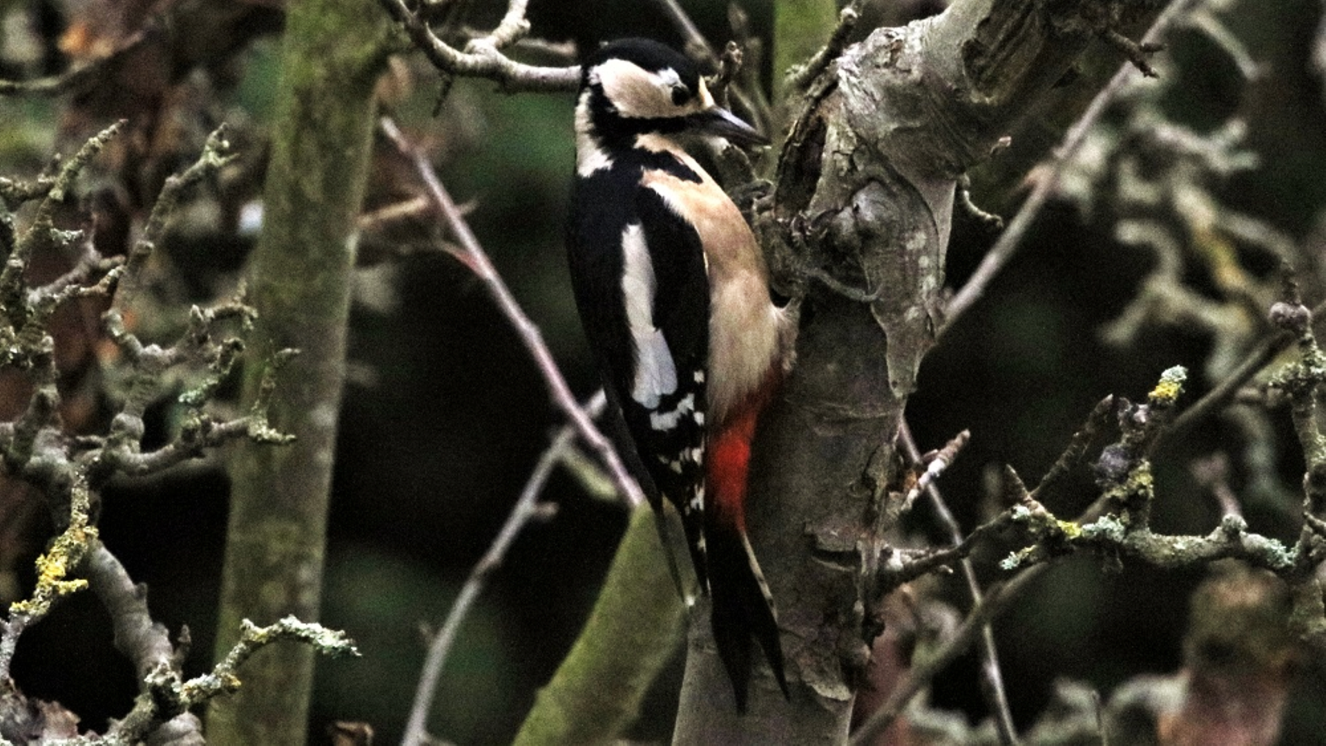 Redwing