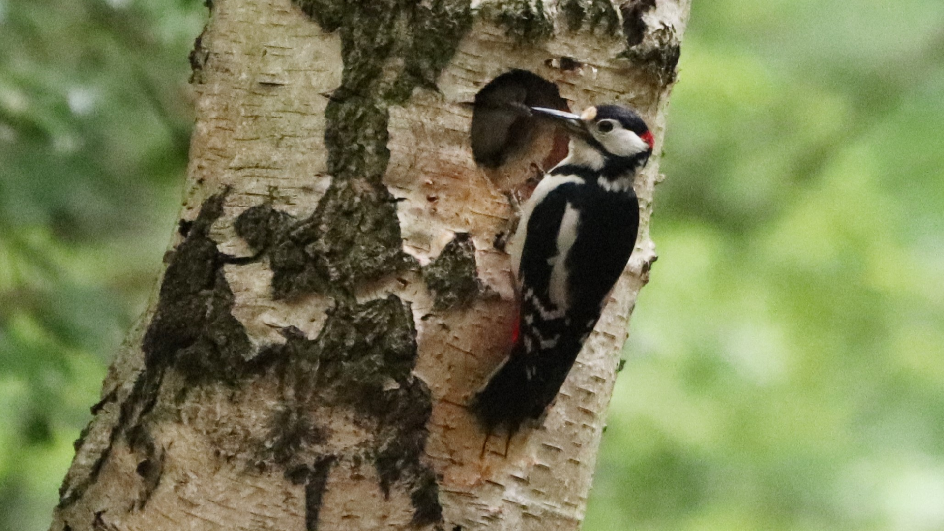 Redwing