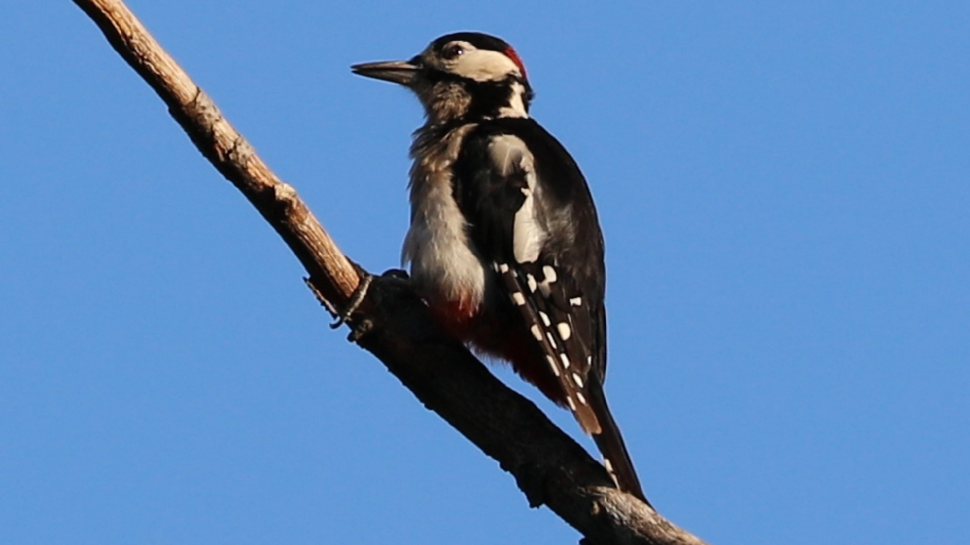 Redwing