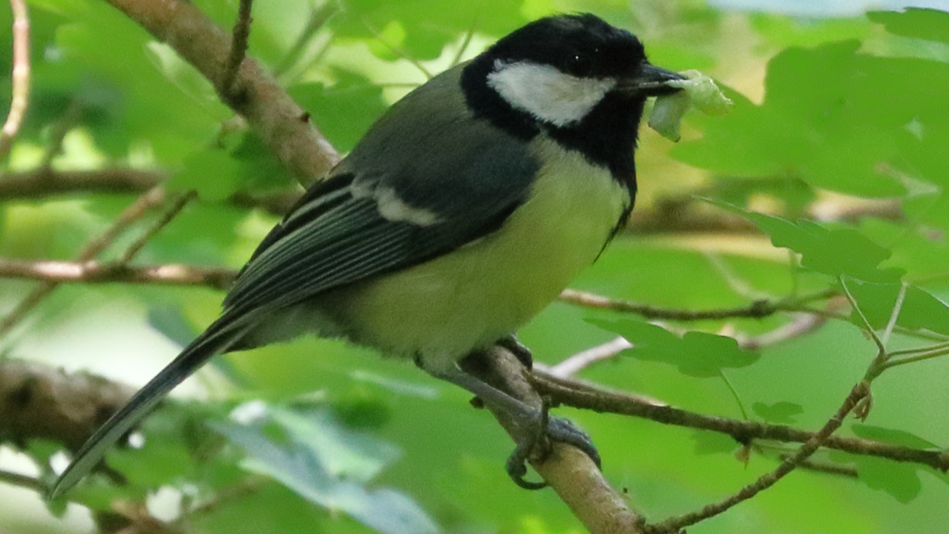 Redwing