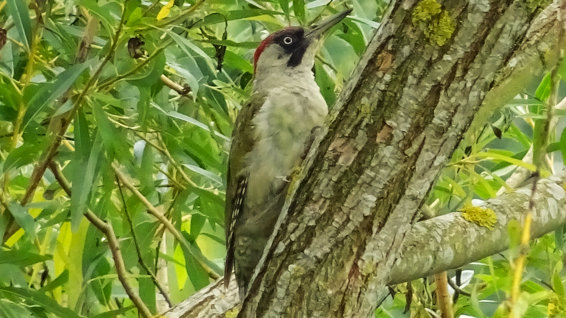 Redwing