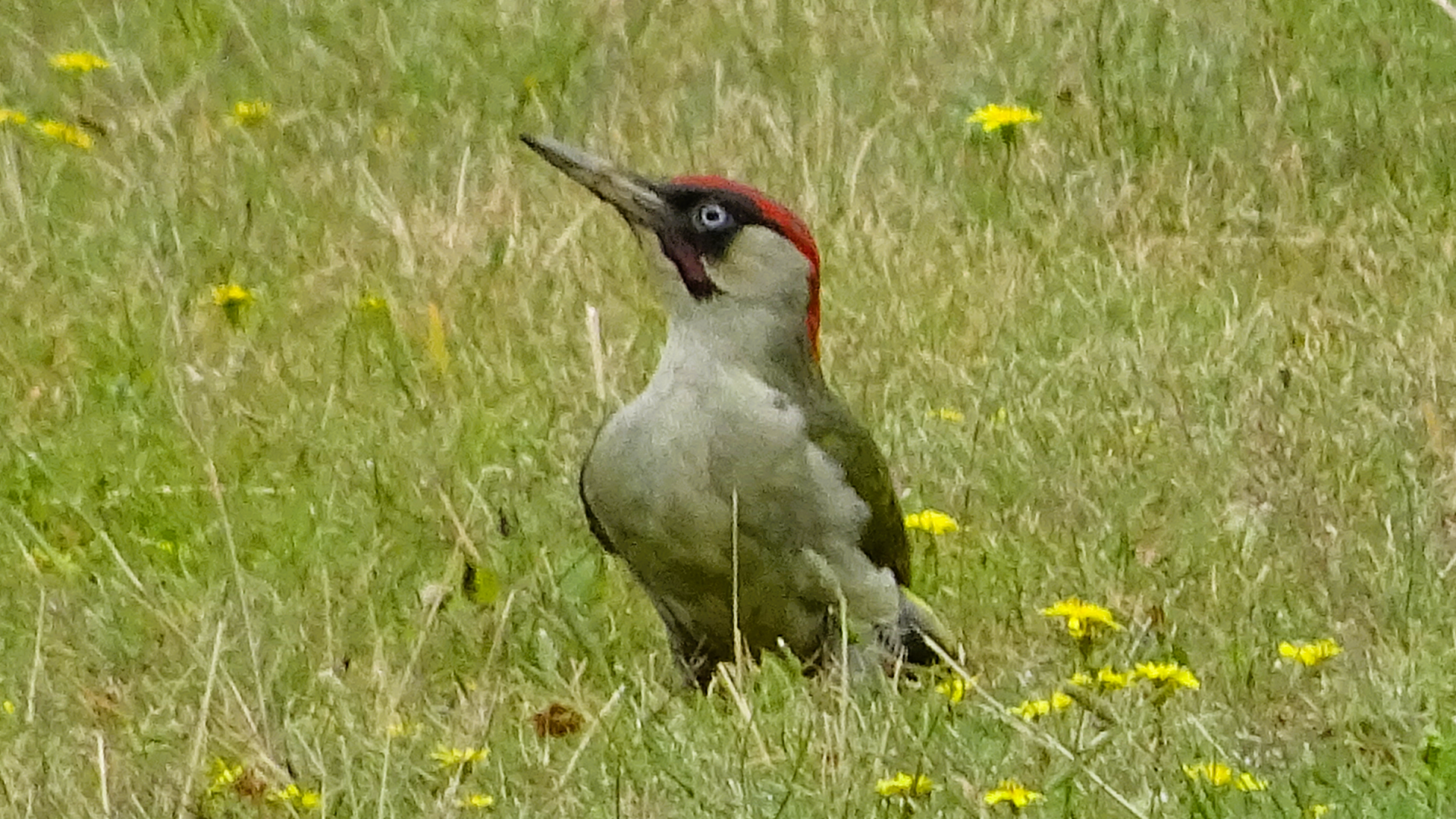 Redwing