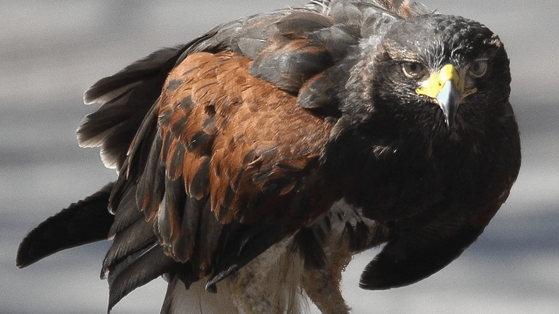 Redwing