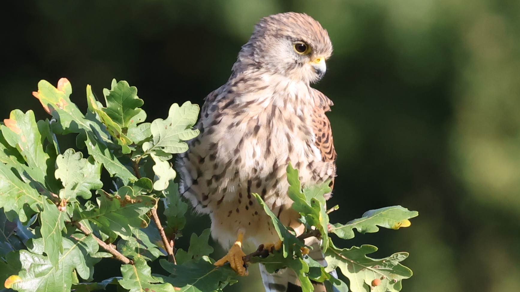 Redwing
