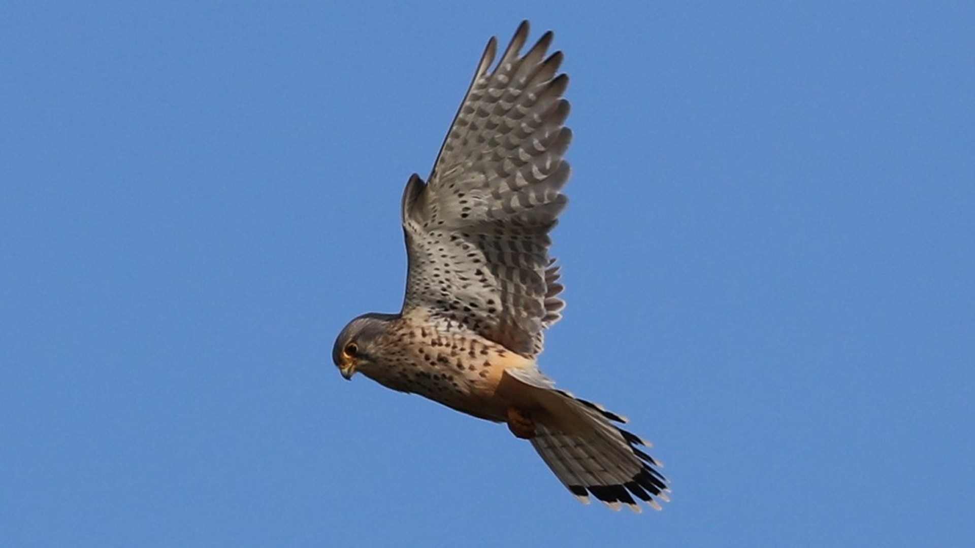 Redwing